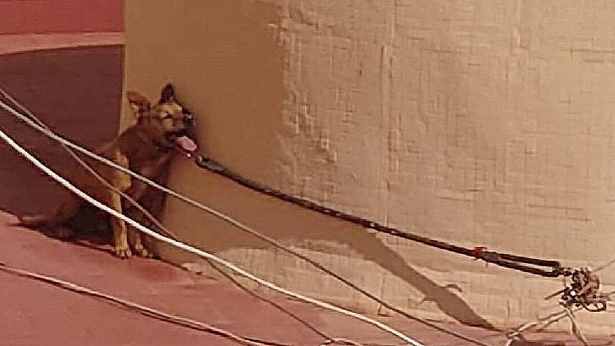 Muere por calor un perro atado en una terraza tras 4 días de avisos a la Policía