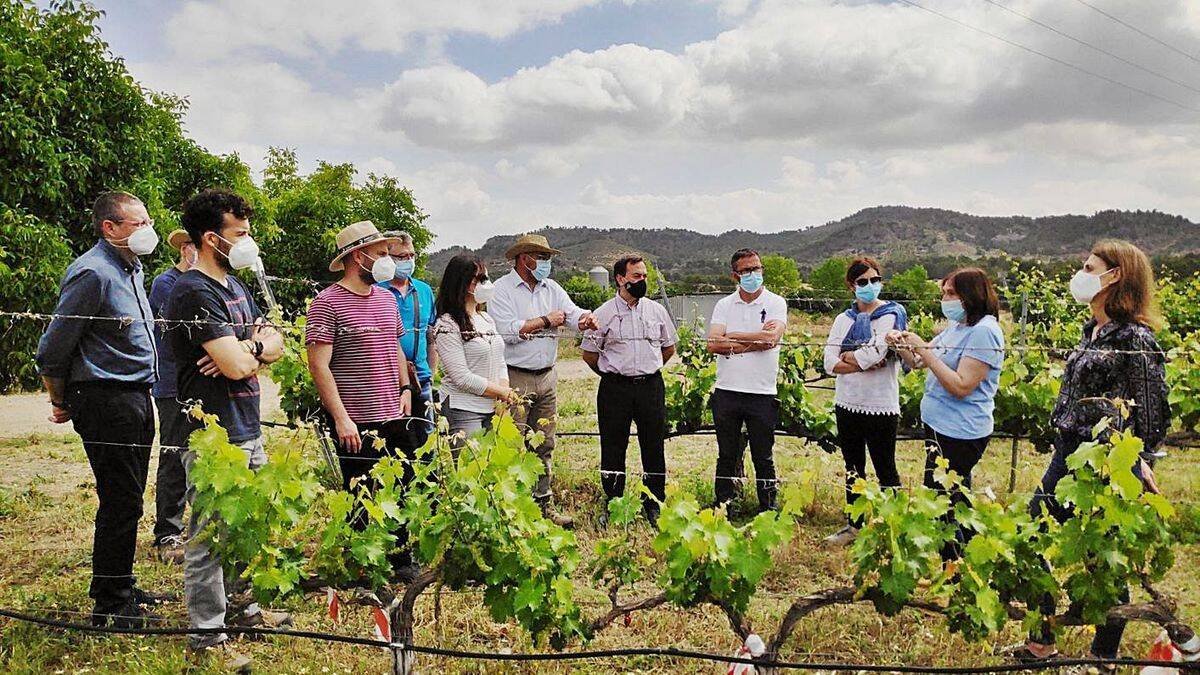 La Región de Murcia presenta nuevas uvas resistentes al cambio climático