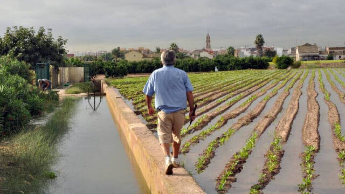 Un llauro en la huerta de Valencia