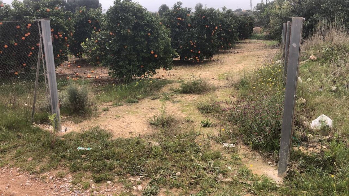 Imagen de uno de los campos desvalijado por los ladrones.