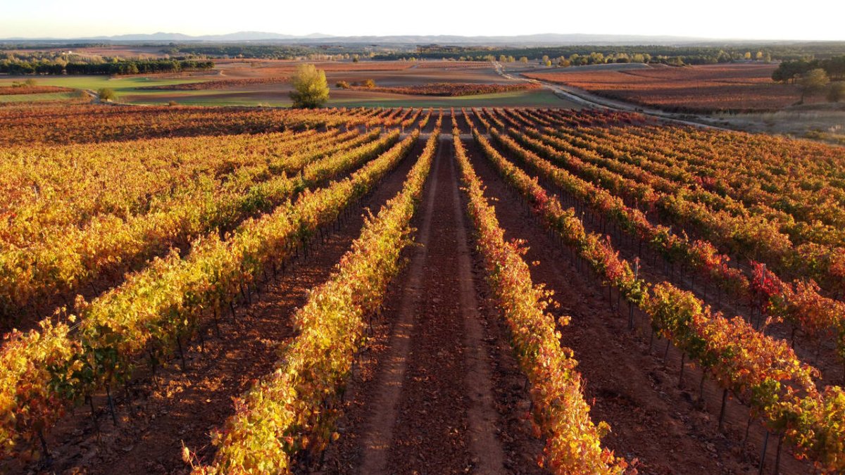 Ribera del Duero