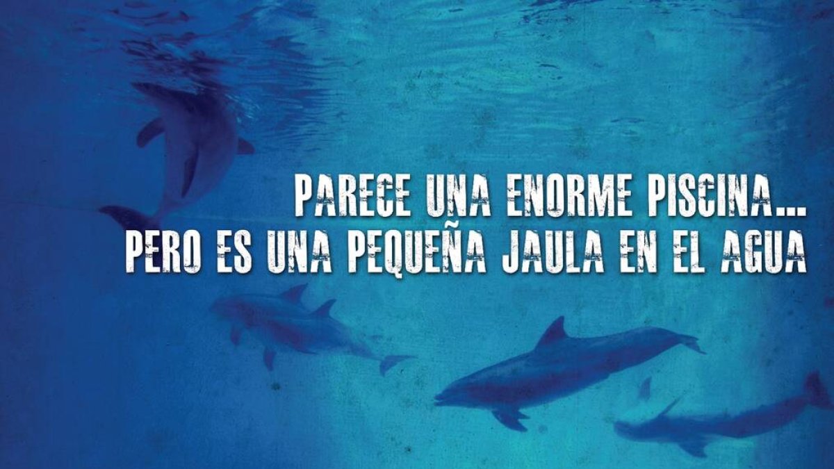 Cinismo y animales: Oceanogràfic y Ayuntamiento de Valencia