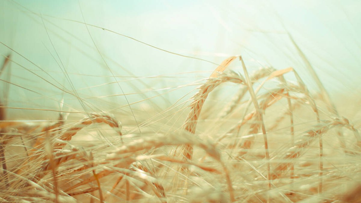 El cambio climático amenaza la viabilidad financiera de los agricultores