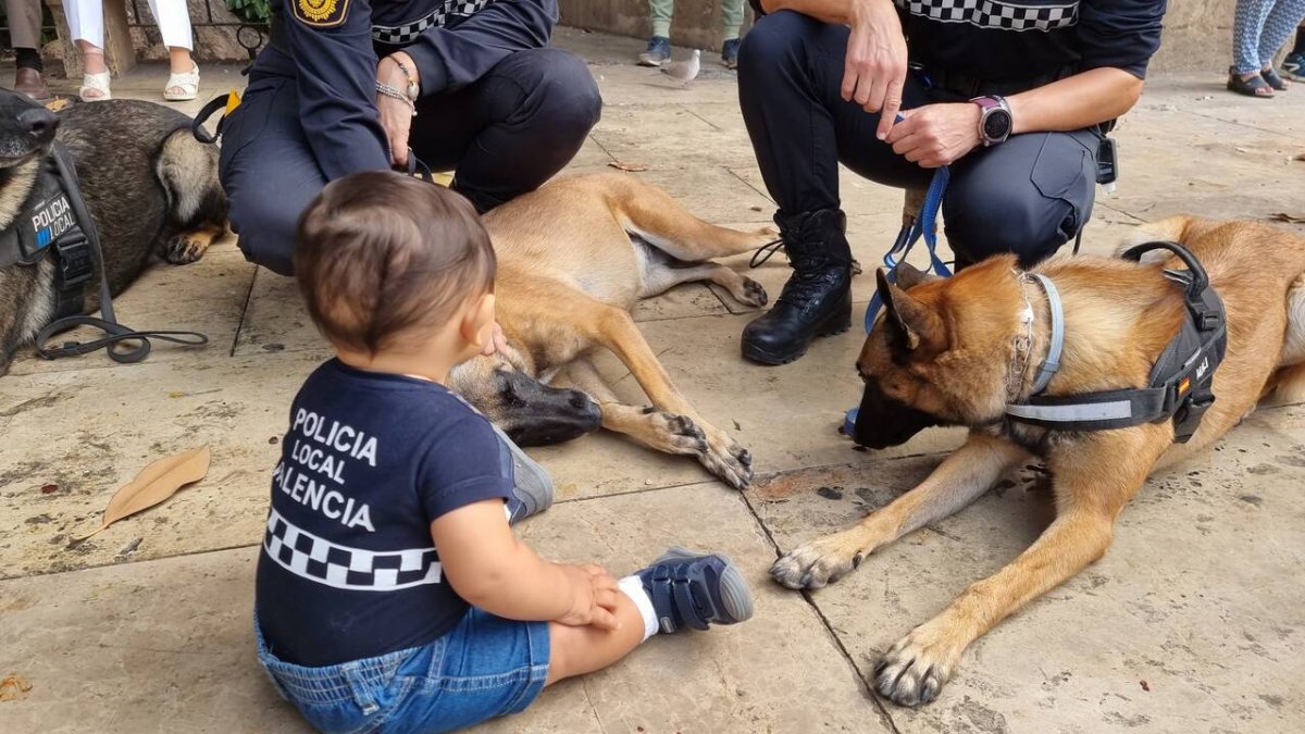Niño jugando con uno de estos perros pertenecientes a una unidad canina - AJUNTAMENT DE VALÈNCIA