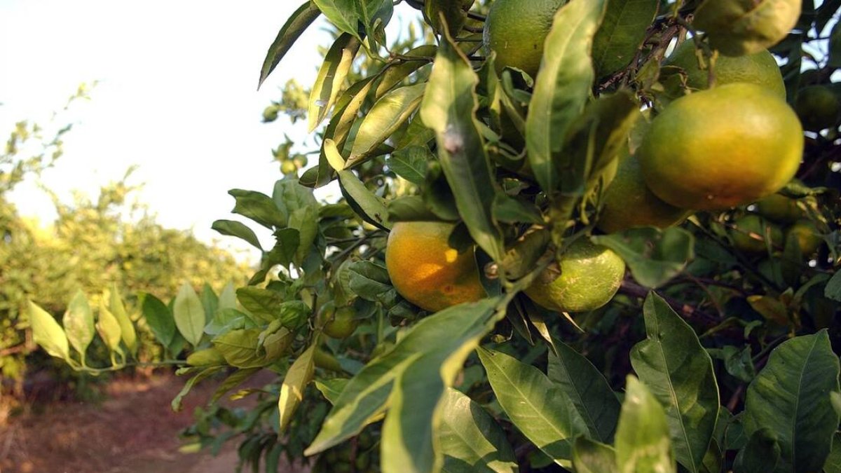 CAMPOS DE NARANJAS - EUROPA PRESS - Archivo