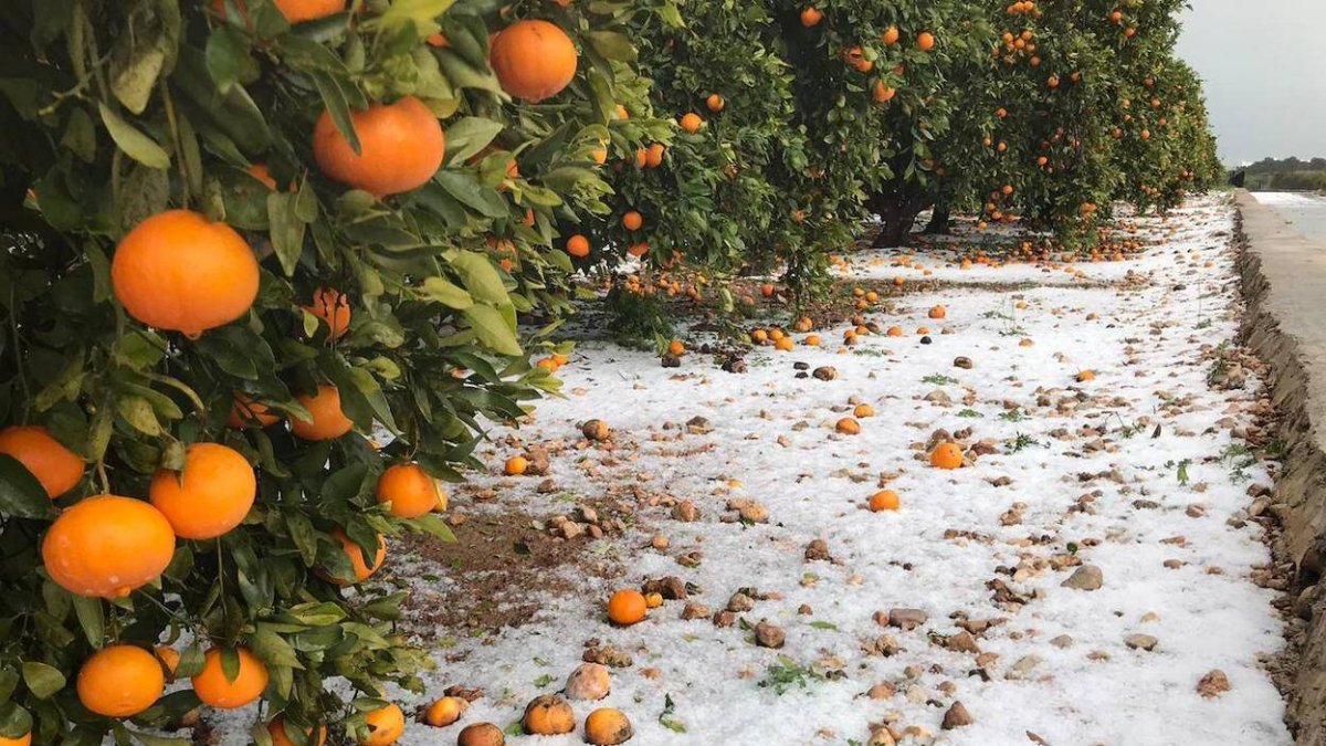 Campo de naranjas afectado por un temporal de granizo - ARCHIVO