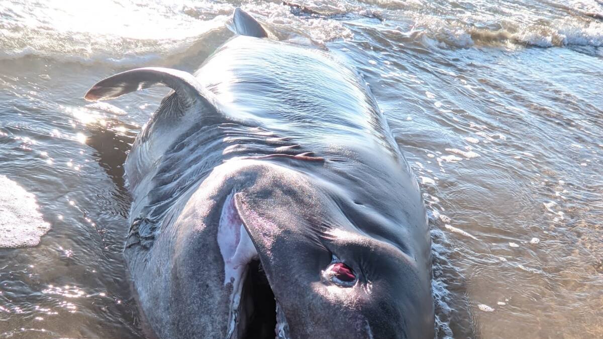 Un tiburón de 500 kilos aparece en una playa de Torrevieja