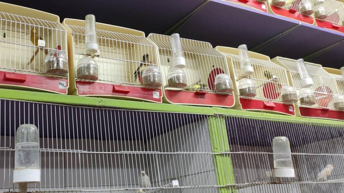 Pájaros en jaulas