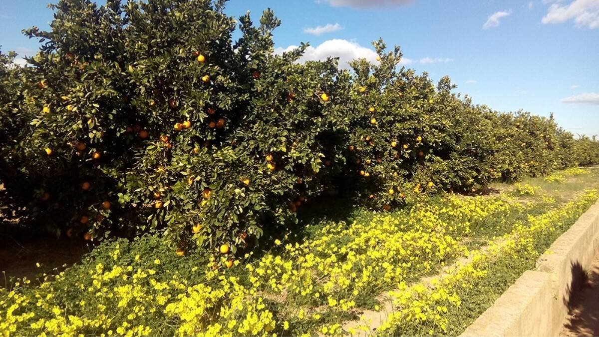 Imagen archivo de un campo de naranjas - AVA-ASAJA