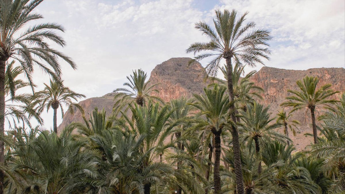 El palmerar d'Orihuela arriba a ocupar una superfície aproximada d'uns 637.400 m². Font externa