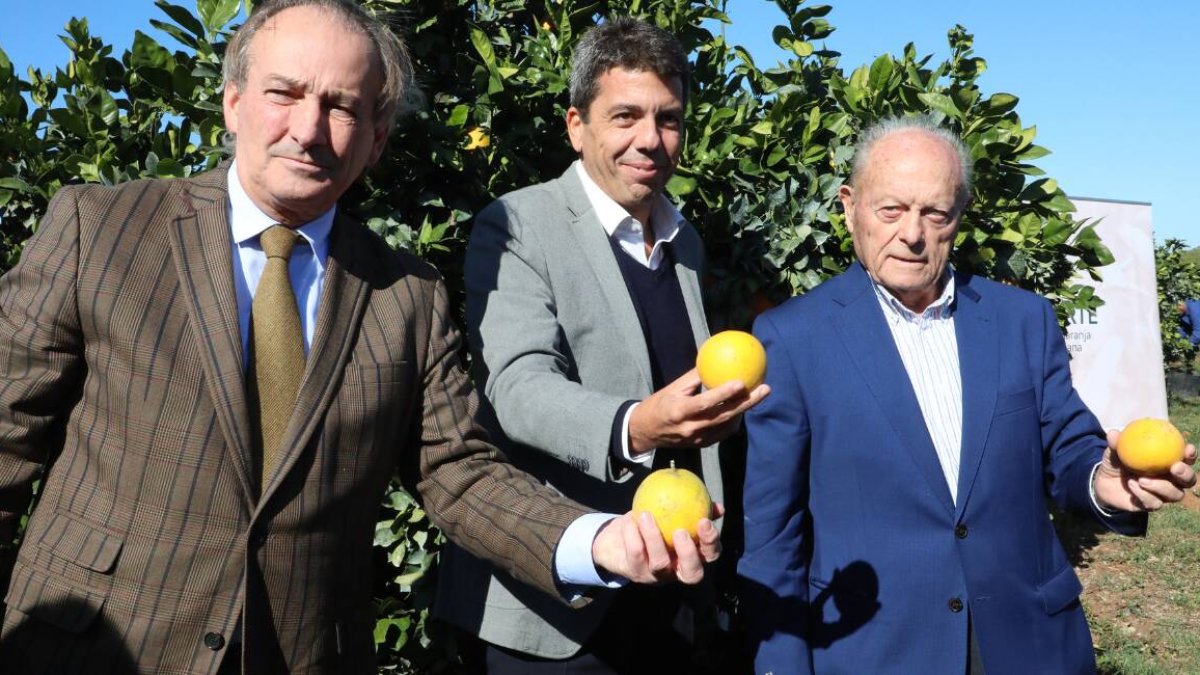 Carlos Mazón, president de la Generalitat, José Luís Aguirre, conseller de Agricultura, Ganadería y Pesca, y el presidente de IGP Cítricos Valencianos, José Barrés - GVA
