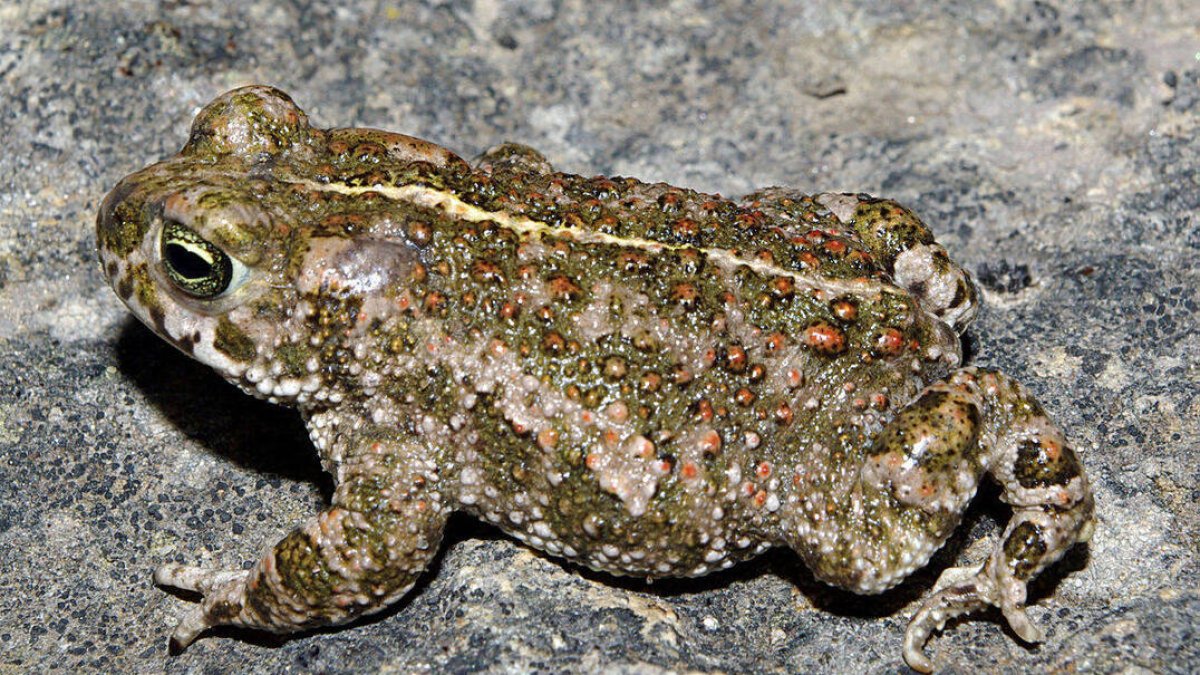 Sapo bufo calamita.