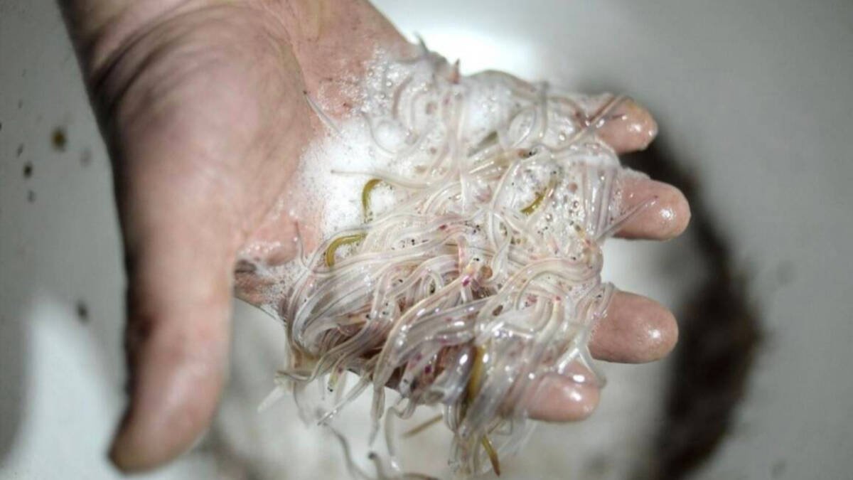 Las codiciadas angulas