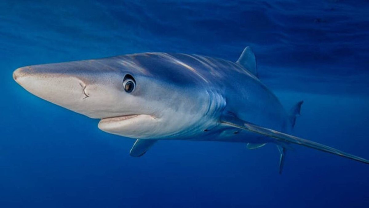 Tiburón azul o tintorera.