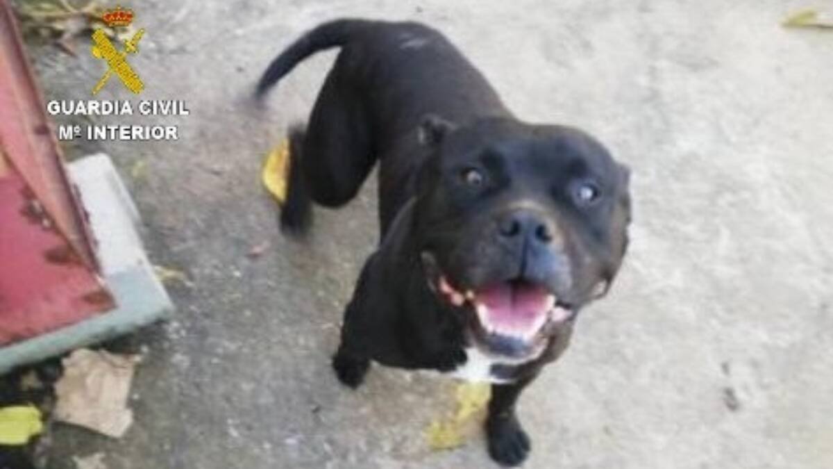 Perro que atacó a la mujer en Macastre - GUARDIA CIVIL