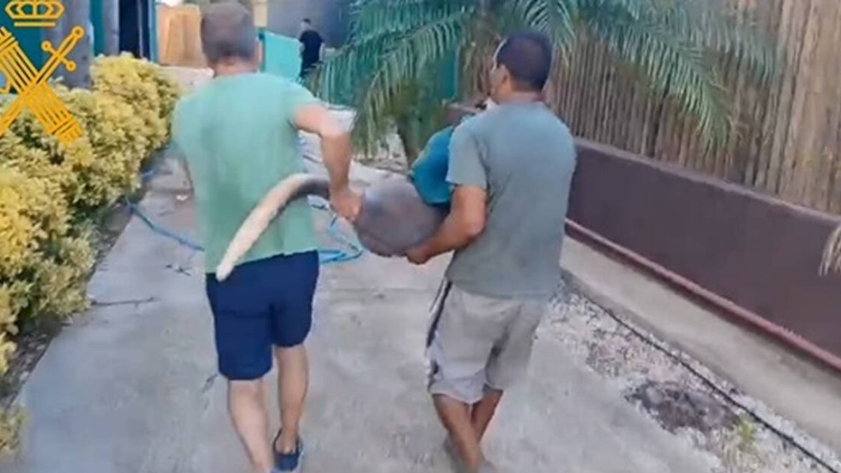 Agentes del Seprona rescatan a un canguro