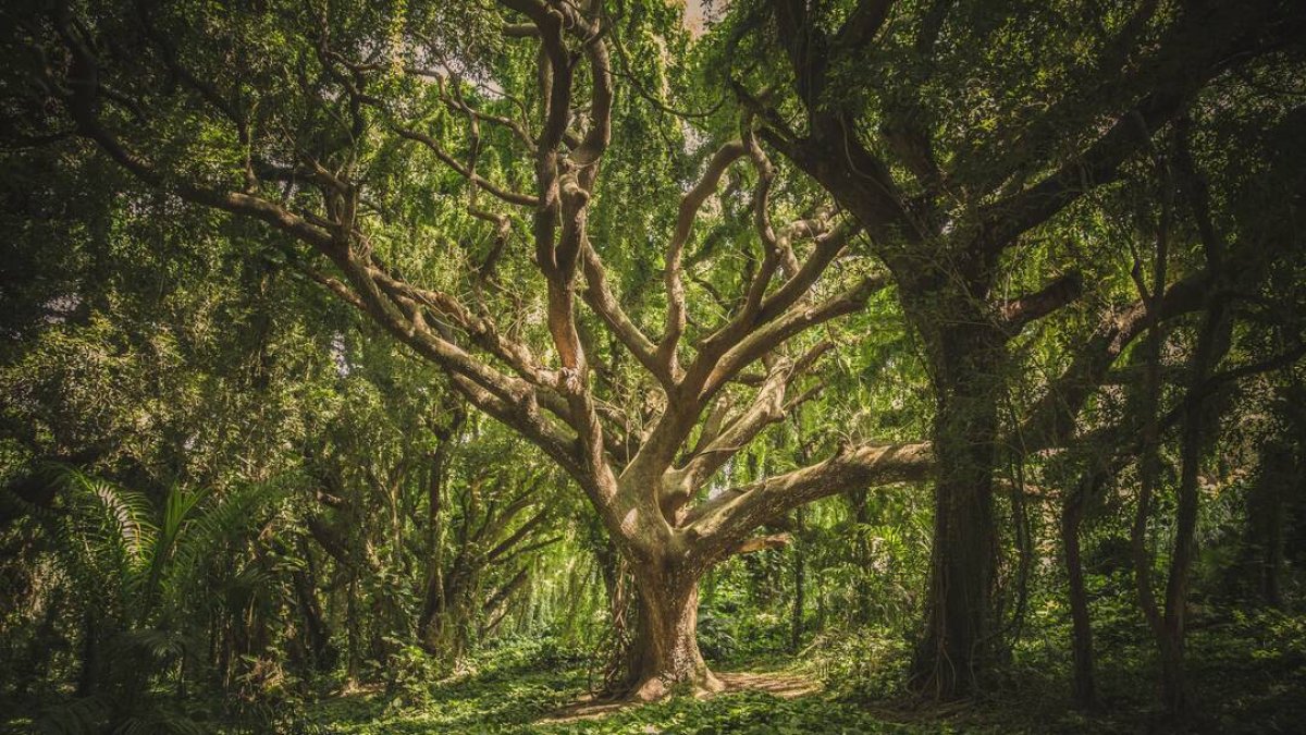 Bosque. Fuente: Pexels / veeterzy