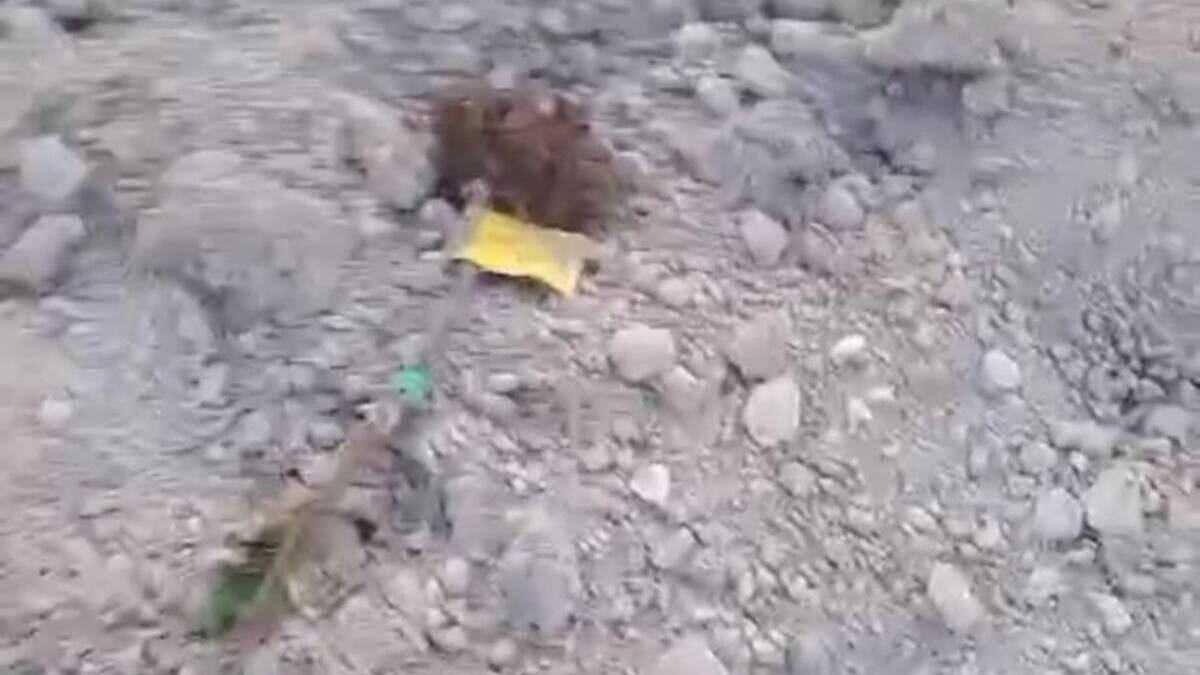 AVA advierte que los jabalíes arrancan la mitad de plantones de melocotones en un campo de la Vall d'Albaida