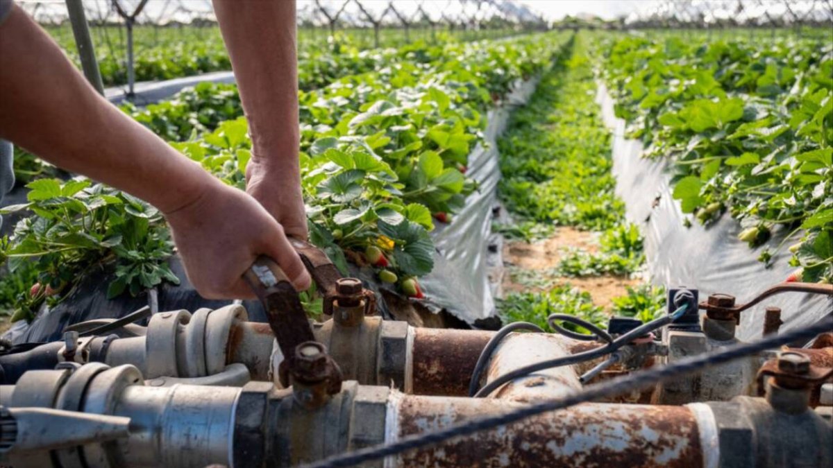 Cultivo de fresas en el Condado de Huelva, junto a Doñana.
