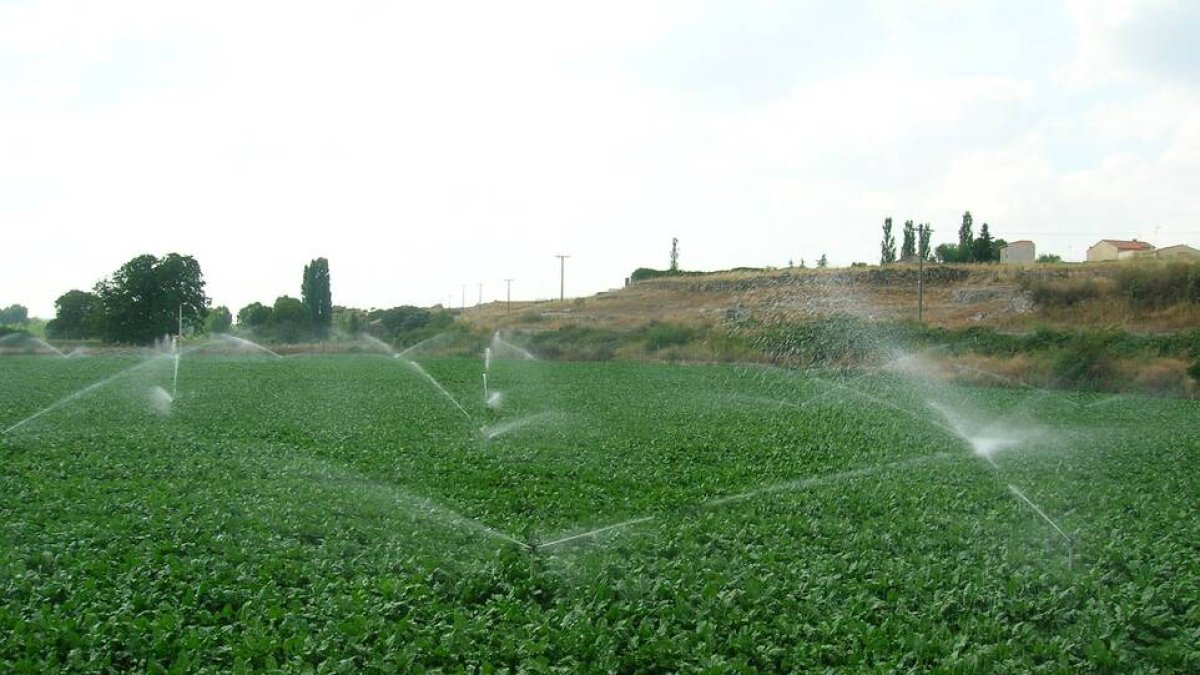 El sector agrario en Castilla y León asegurado por las próximas generaciones