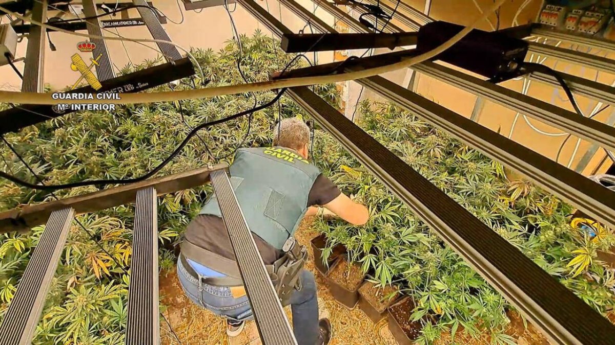 Cultivo de marihuana