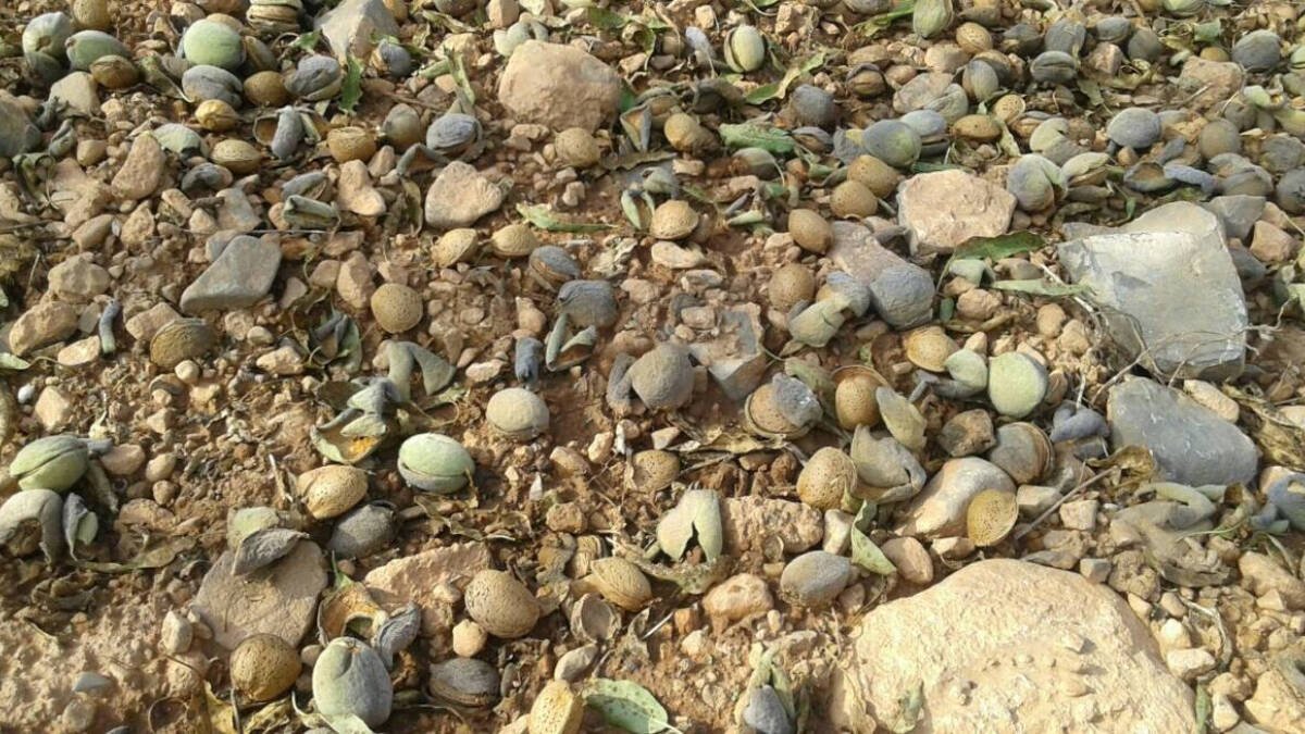 Almendras en el suelo.