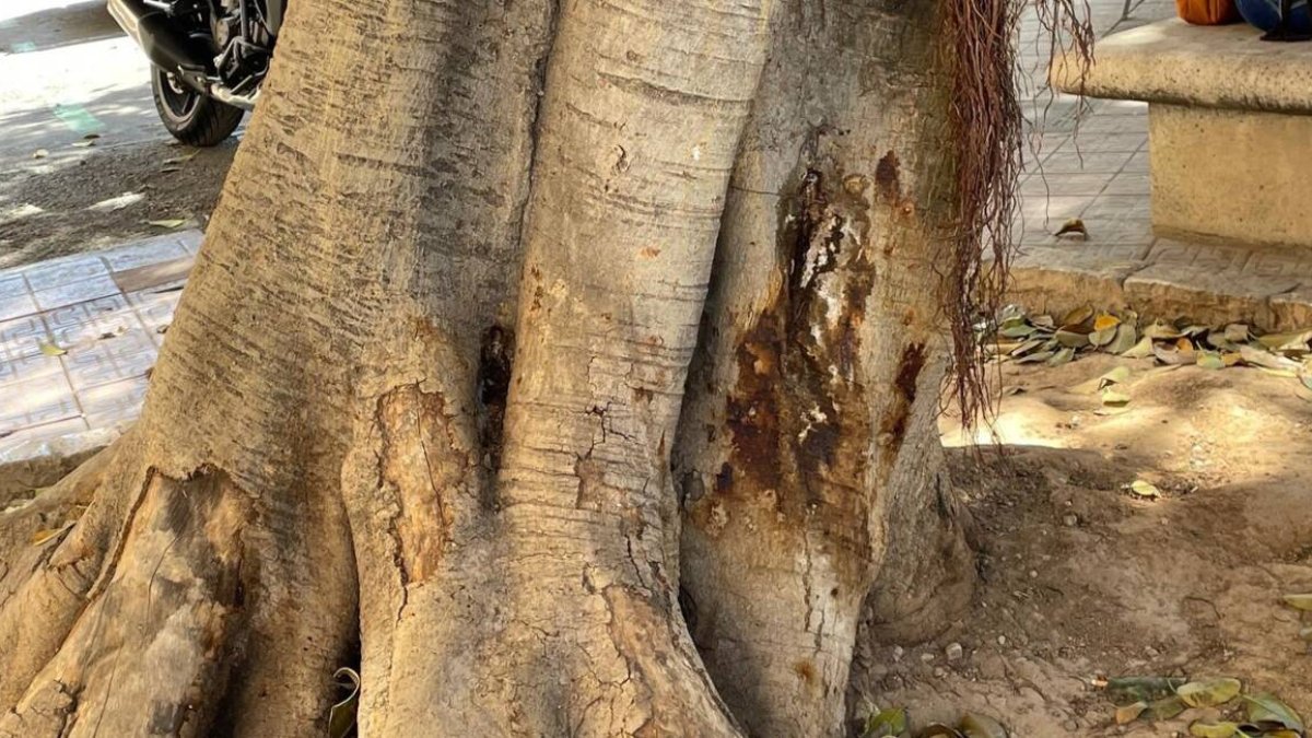 Ficus de la plaza de España, en Valencia