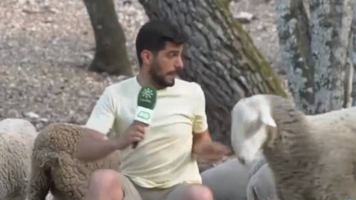 El reportero de Andalucía directo atacado por una oveja.