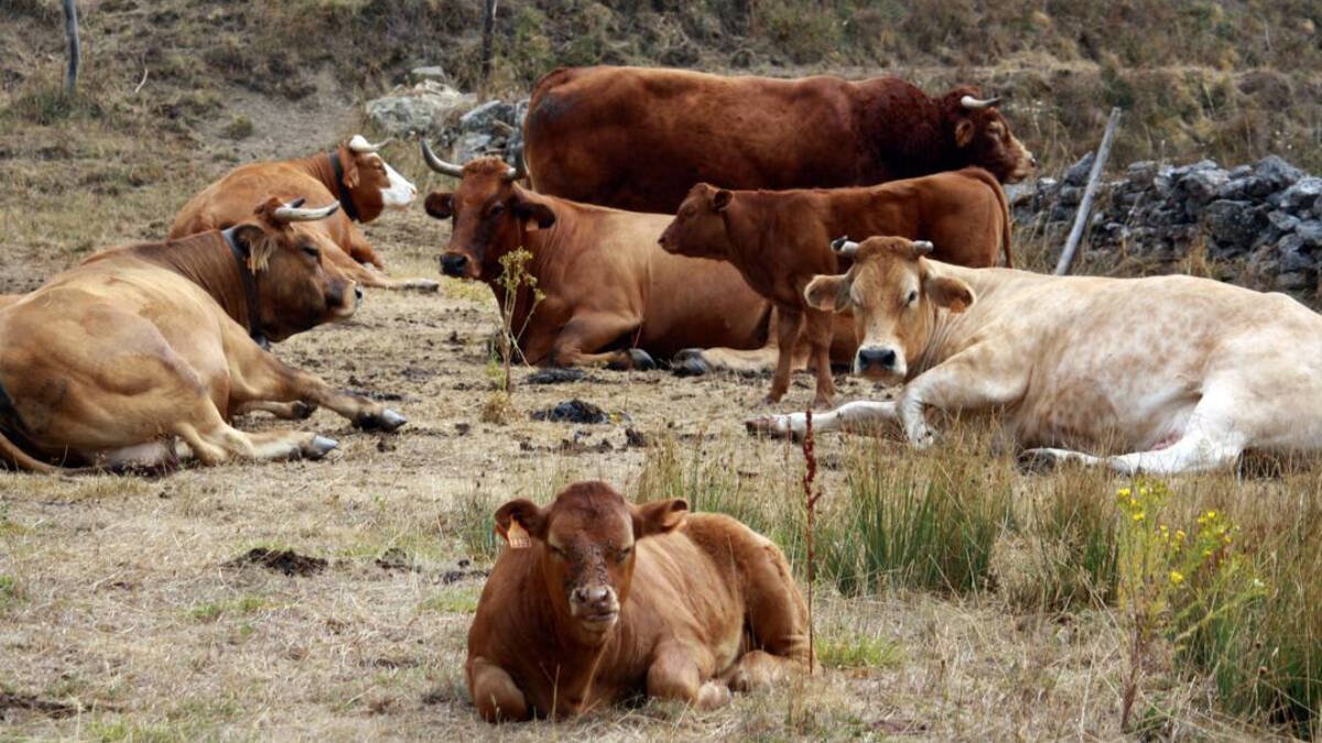 Vacas descansando en un prado en la provincia de León.