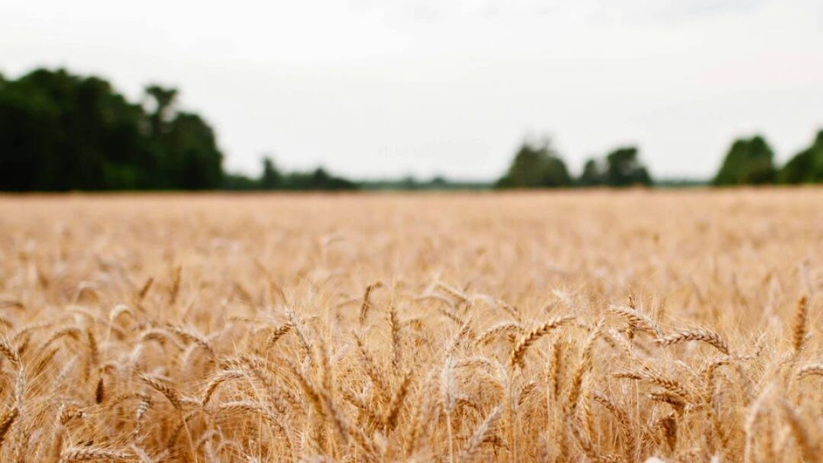 Campo de cereales