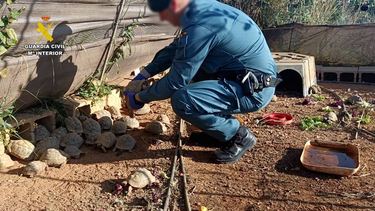 La Guardia Civil intercepta las tortugas terrestres ilegales.