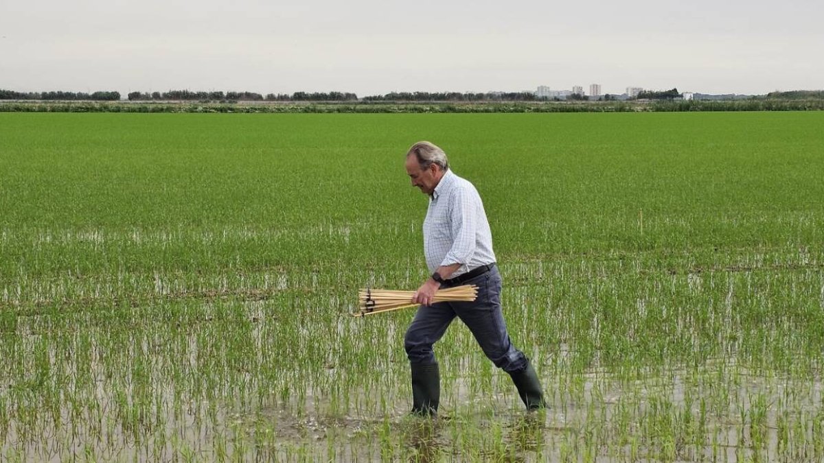 José Luis Aguirre supervisa en los arrozales valencianos la campaña de control del ‘cucat’ mediante la técnica de confusión sexual