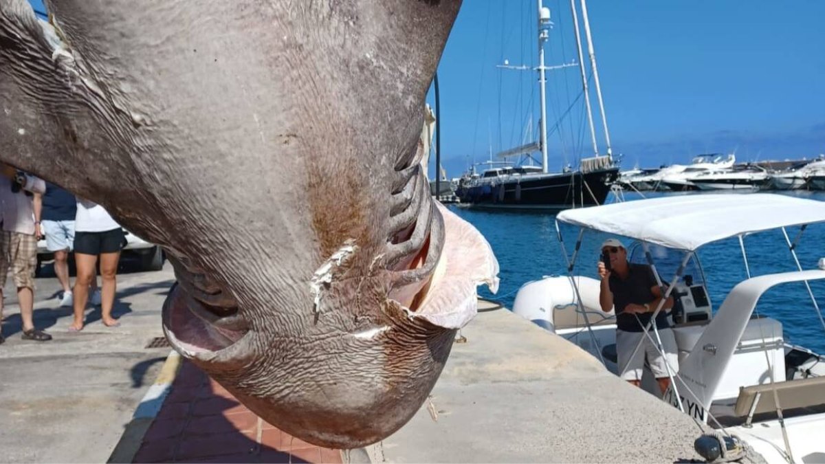 Tiburón hallado en Alicante