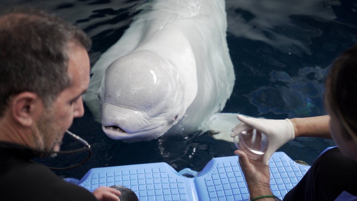 Una de las belugas del Oceanogràfic
27/6/2024