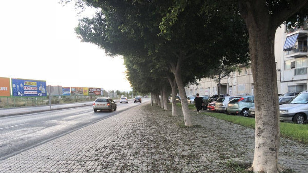 Falta de limpieza en las aceras de Elche.