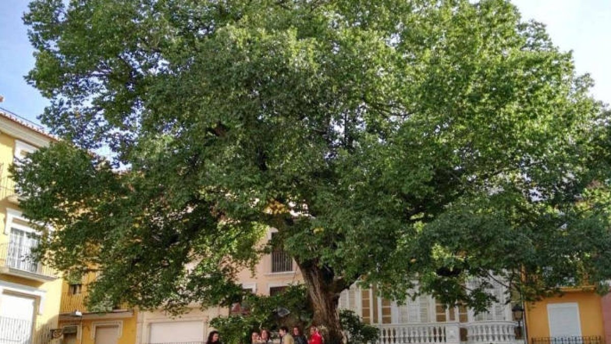 Tiene 383 años y aspira a ser el árbol del año en Europa: el Olmo de Navajas
