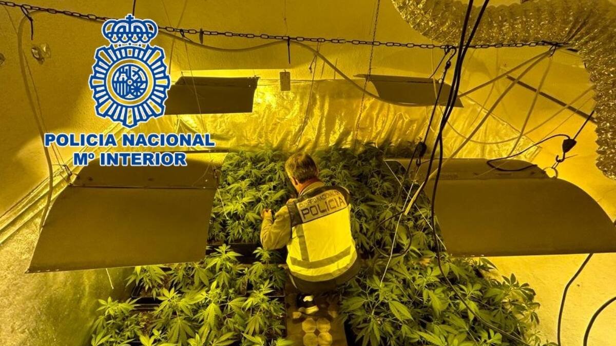 Desmantelan laboratorios de marihuana en una casa okupa de Torrent