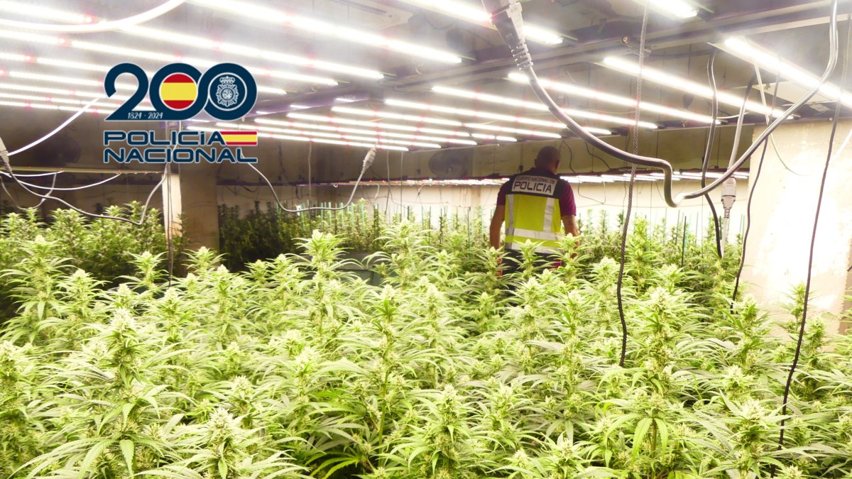 Plantación de marihuana en La Safor