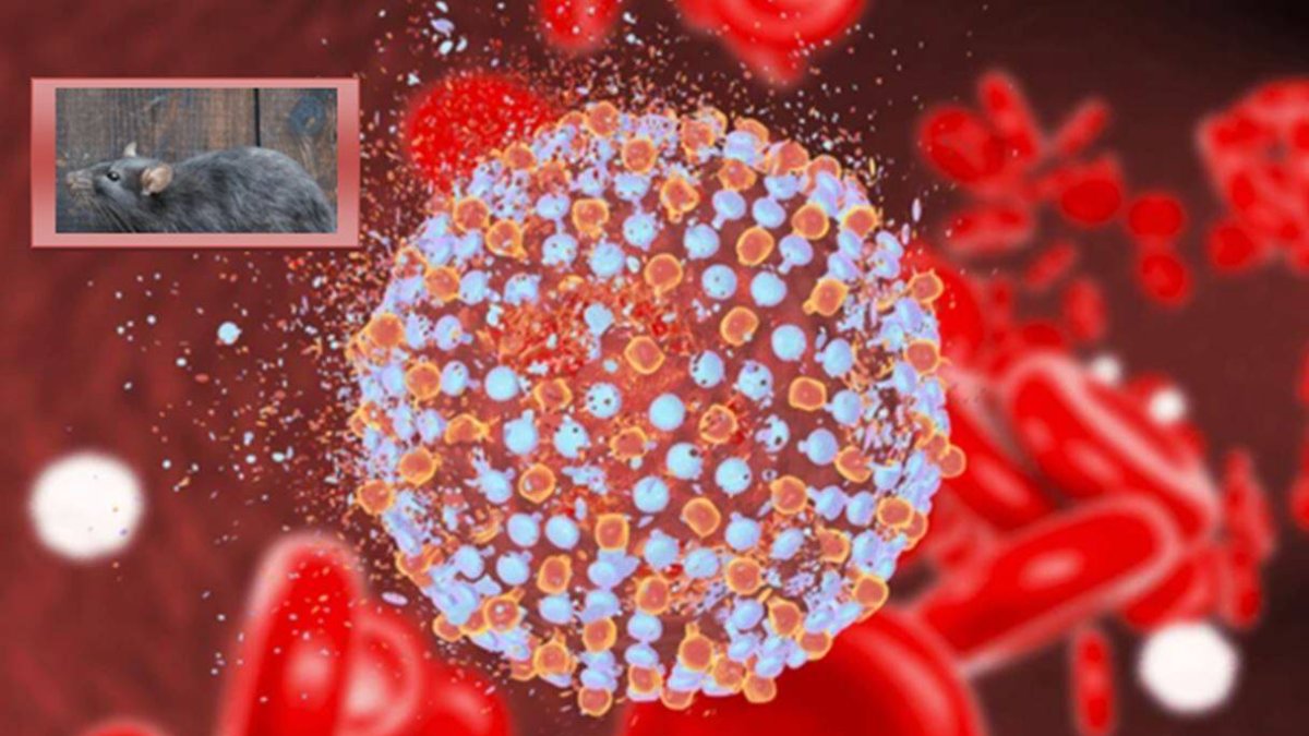 Hepatitis de las ratas