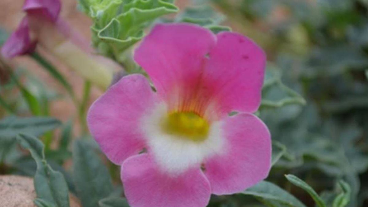 Flor del harpagofito