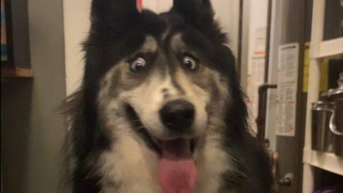 Un perro bizco triunfa en redes sociales y encuentra una casa de adopción