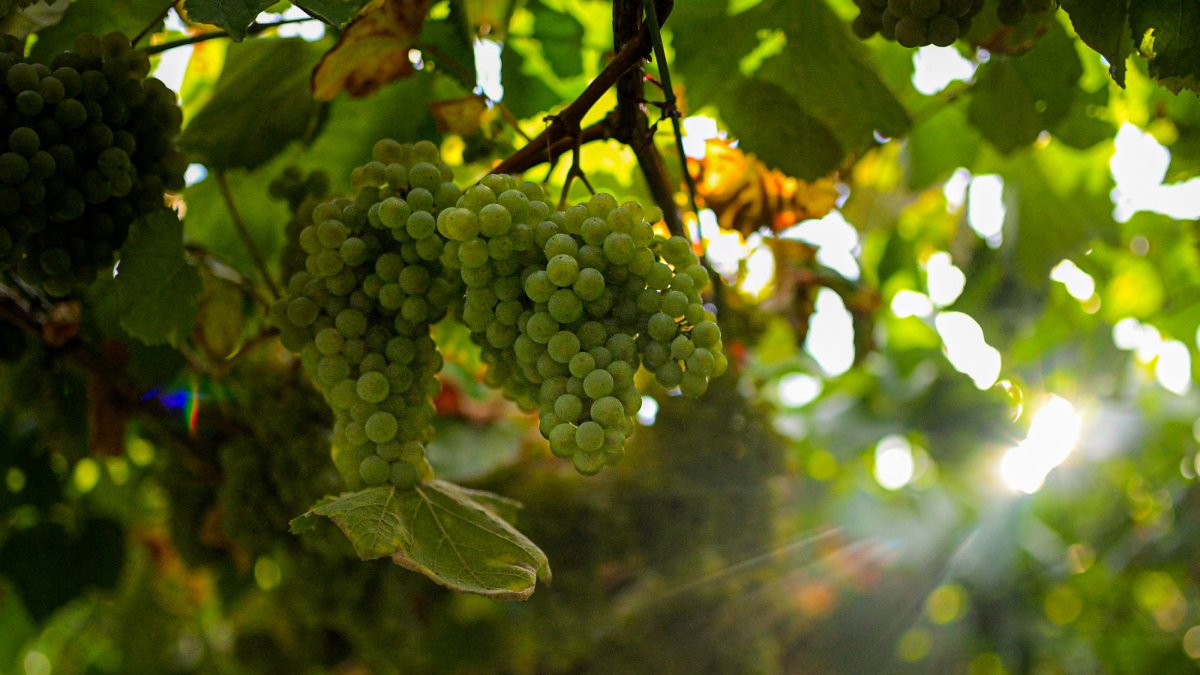 Racimo de uva albariña de una finca en Cambados de la bodega Señorio de Sobral