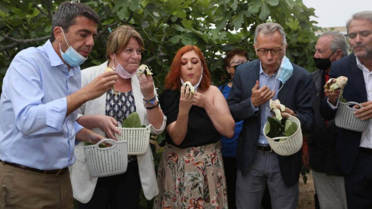La primera 'cata de brevas' a pie de higuera en Albatera para inaugurar la campaña