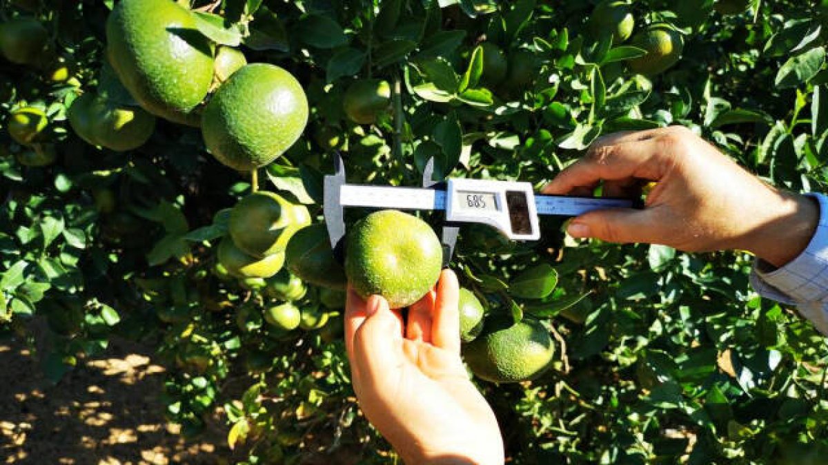 AVA:  la agricultura valenciana perderá 90 millones con la nueva PAC