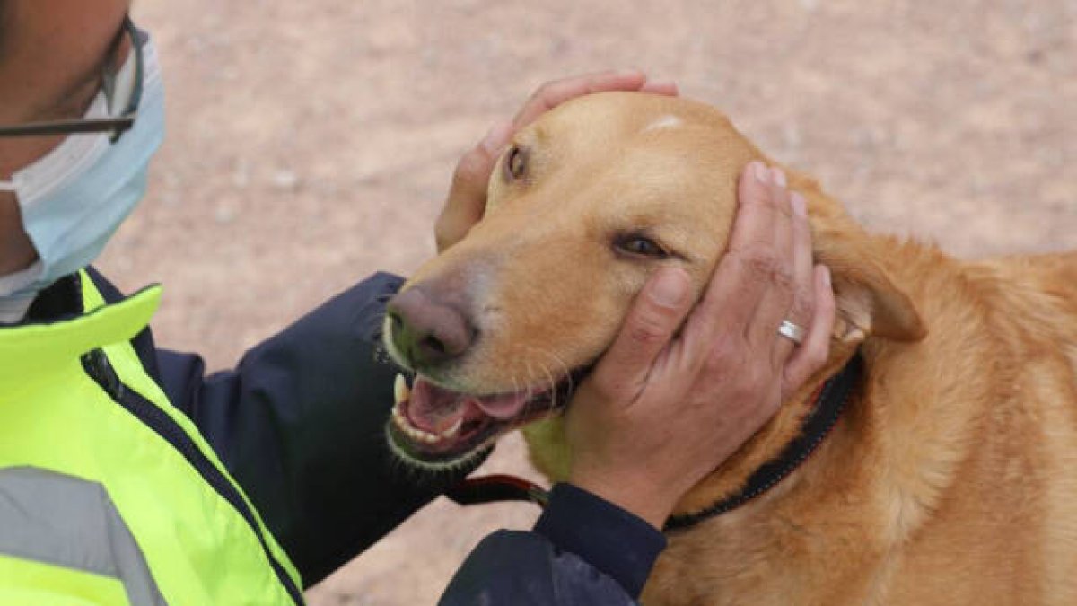 Paterna consigue hogar a 74 perros y gatos