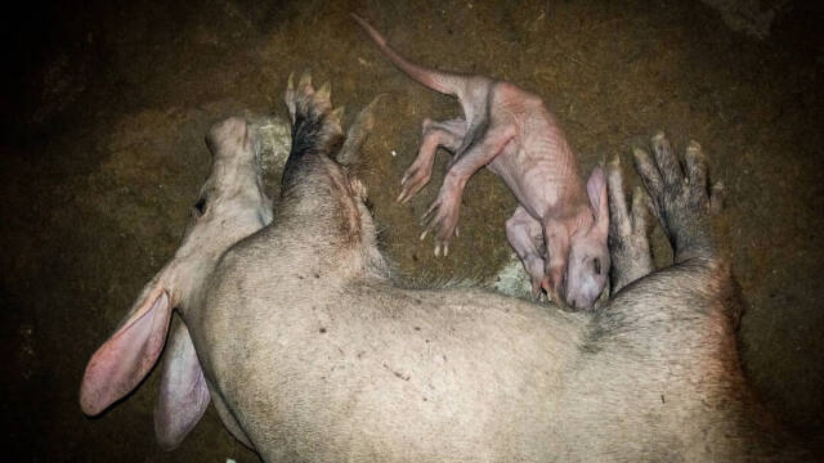 ¿Cerdo, canguro o conejo? Ninguno, es un oricteropo