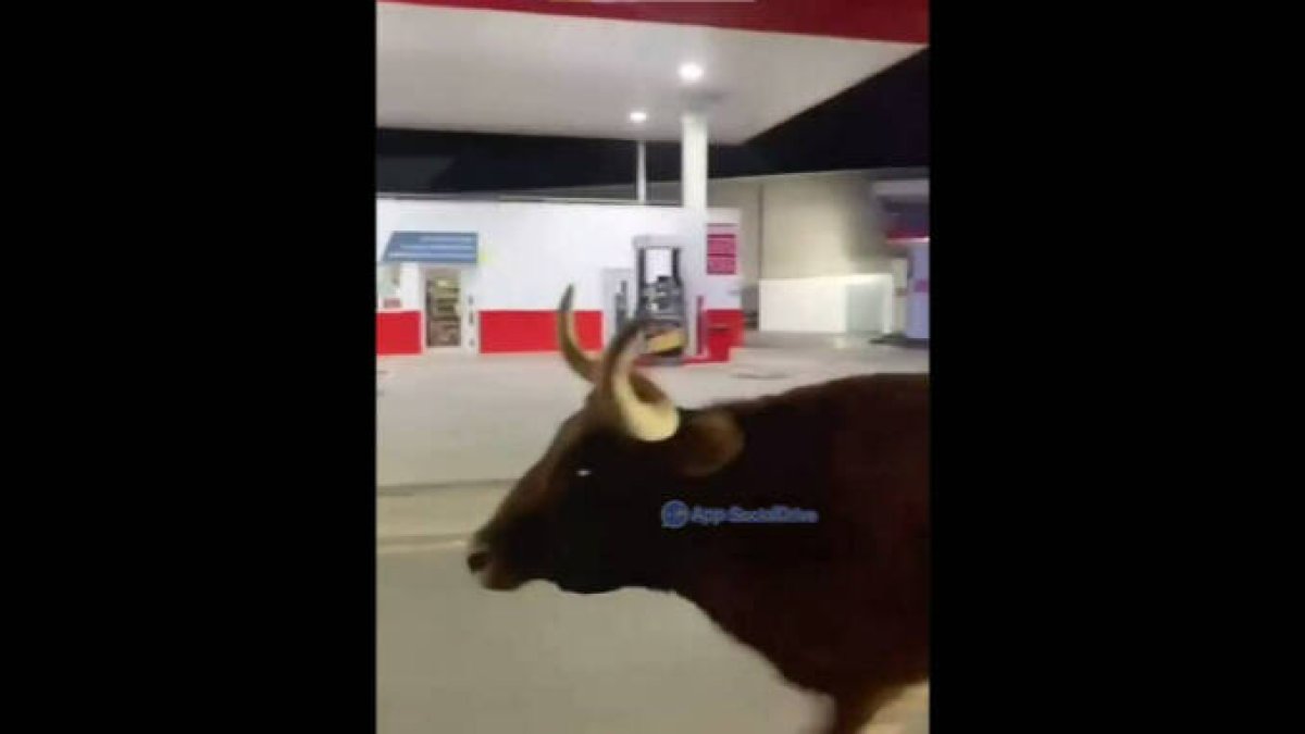 Una vaca a la fuga desata el pánico en las calles de Moncada durante 4 horas