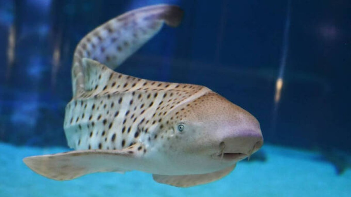 Llegan dos tiburones cebra al Oceanogràfic de Valencia