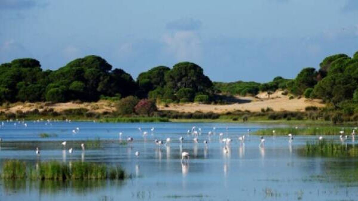 Humedal del Parque Nacional de Doñana (Huelva).