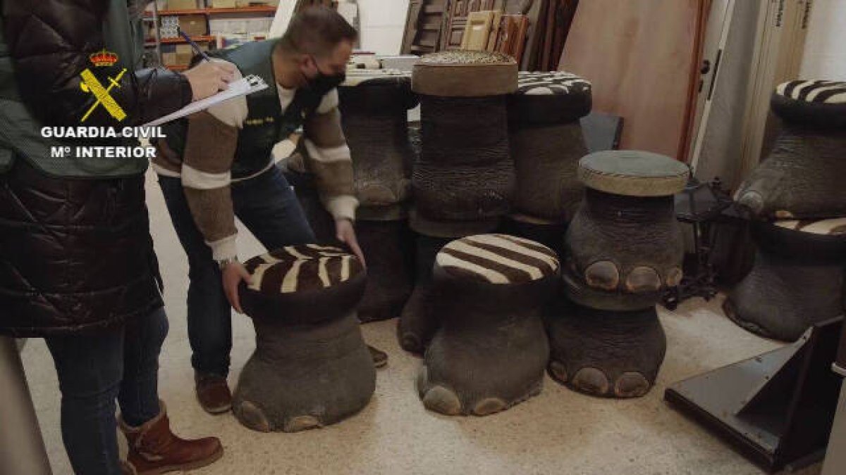 Sofá de cocodrilo o sillas de elefante, las extravagancias incautadas en Bétera